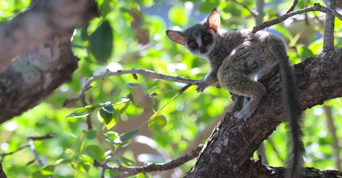 Do Bush Babies Make Good Pets? Important Things to Know Before Getting ...