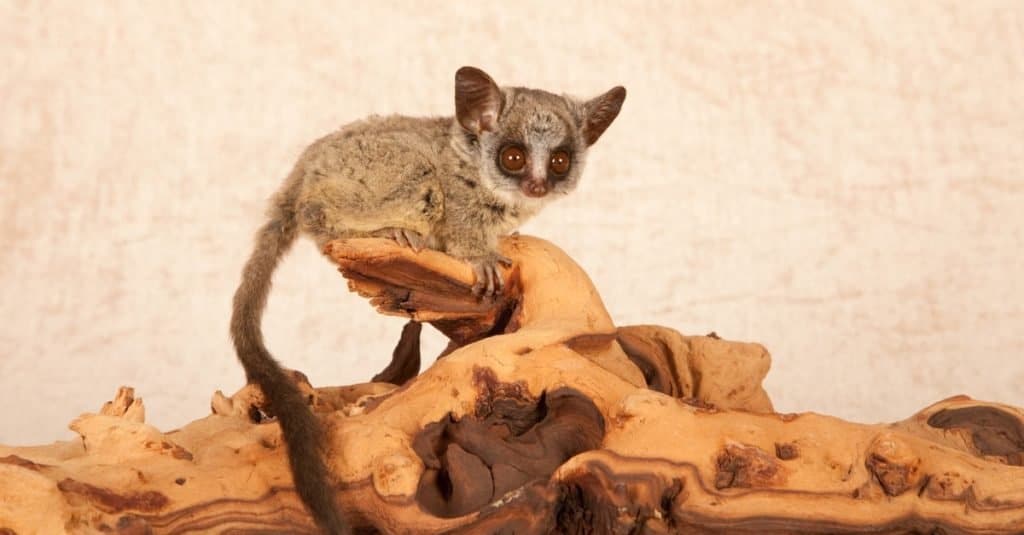 Very young Bush baby sitting on driftwood against a beige background