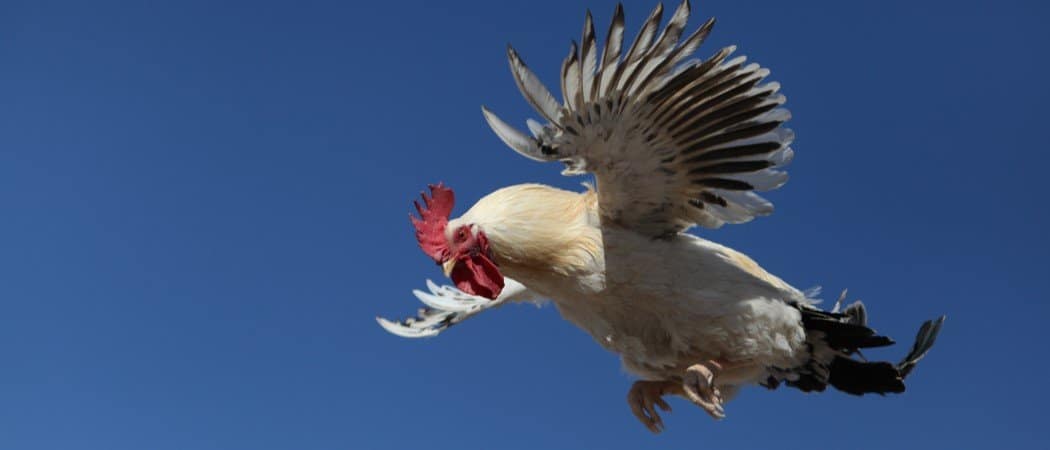 Can Chickens Fly?  