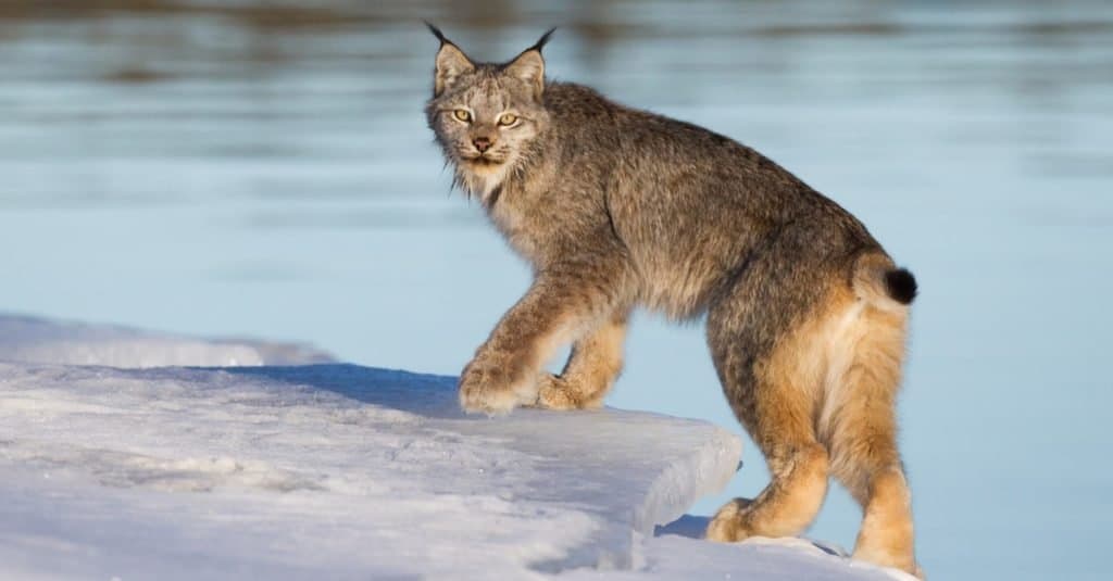 canada lynx fact sheet