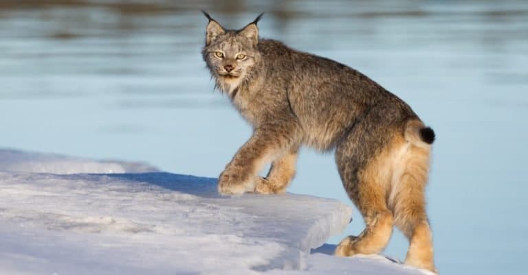Canada Lynx on the edge of the ice along Alaska highway at Johnson's Crossing, Yukon, Canada.