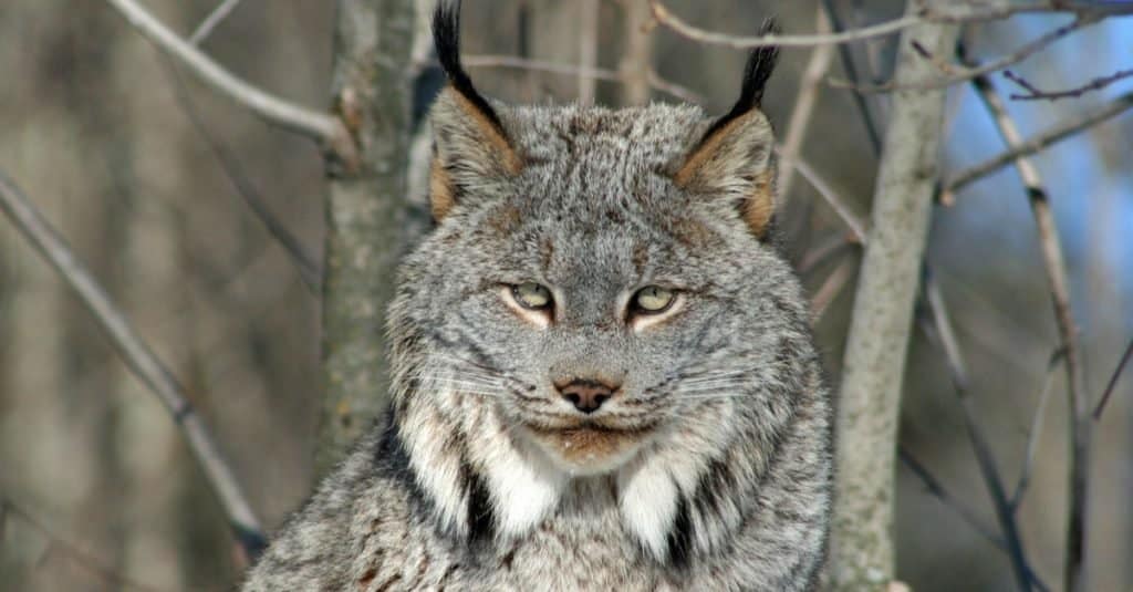 Close-up of a Canadian Bobcat
