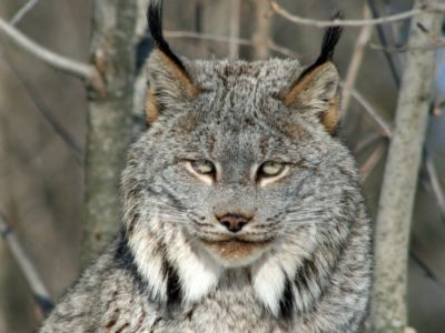 Canada Lynx Animal Facts 