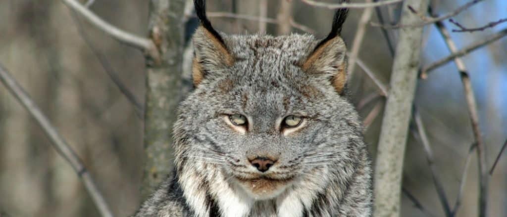 Canada Lynx close-up