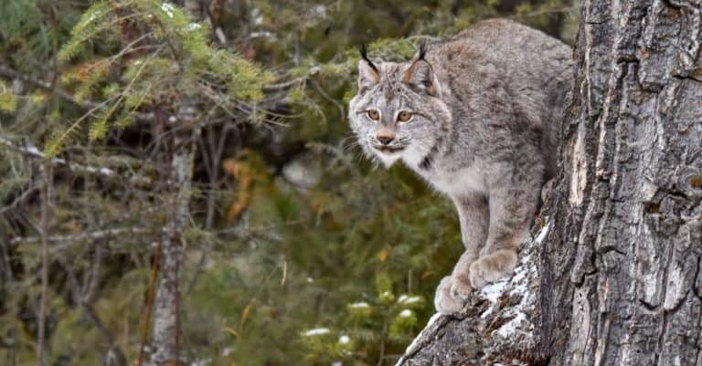 Canada Lynx perched on the side of a tree.