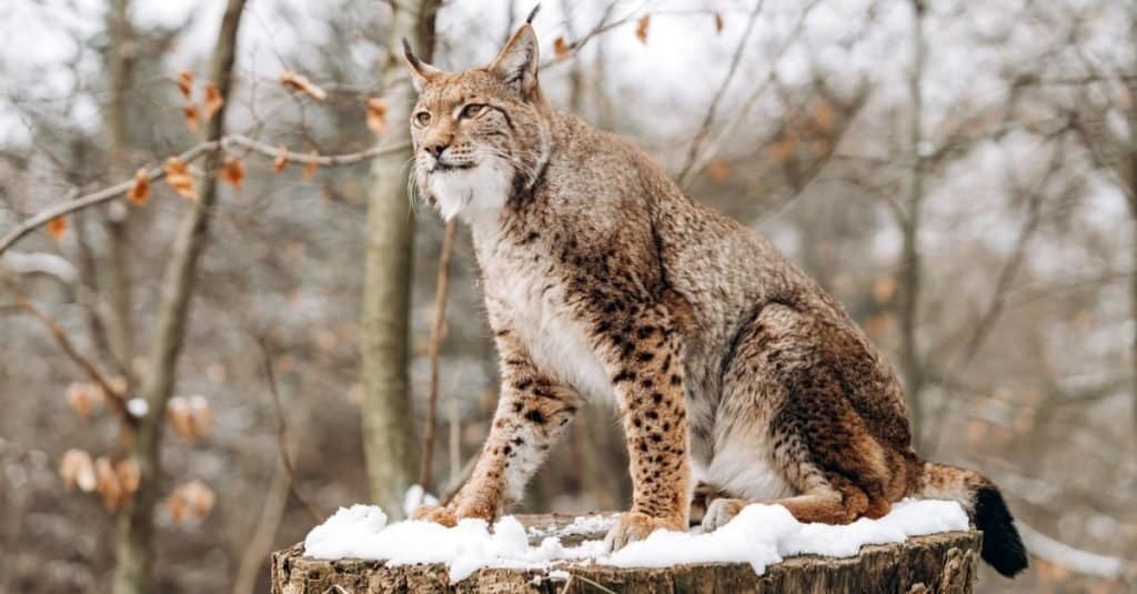 Canadian lynx sitting on a tree on a sunny day