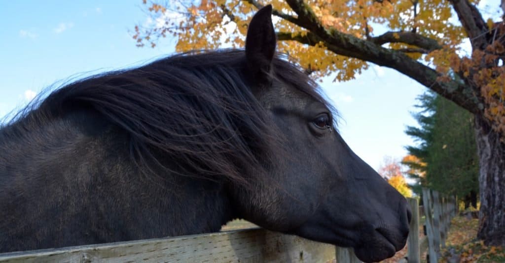 Young black Canadian horse in field in the fall season in Eastern township, Quebec, Canada.