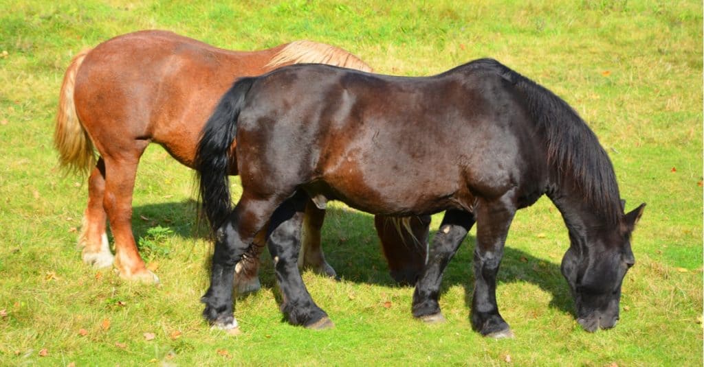 The Canadian horse is a horse breed from Canada. It is a strong, well-muscled breed of horse, usually dark in colour. The horses are generally used for riding and driving.