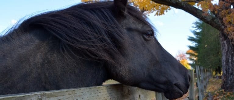 Young black Canadian horse in field in fall season in Eastern township, Quebec, Canada.