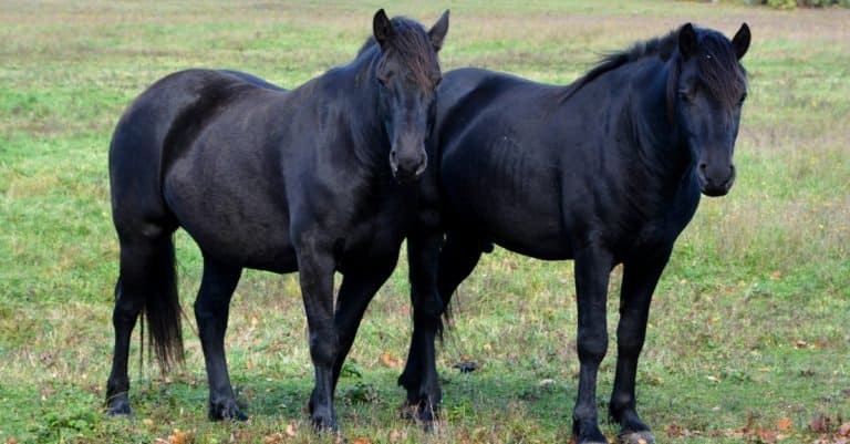 Two young black Canadian horses in field in fall season in Eastern township, Quebec, Canada.