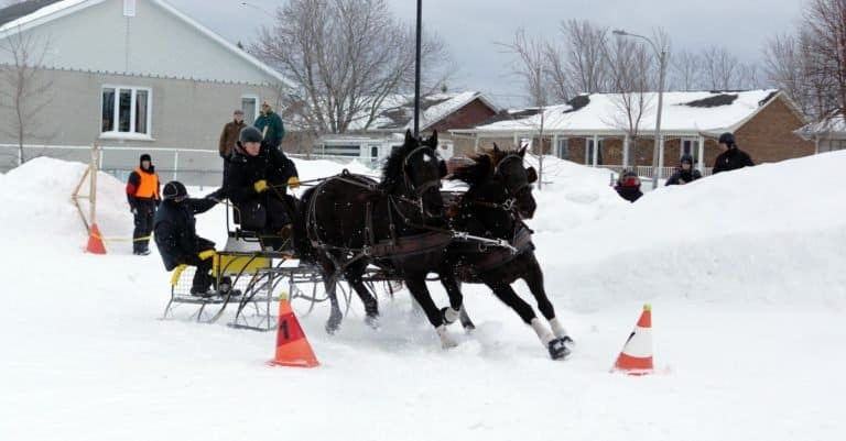 Canadian horse pulling sleigh in winter obstacle cone driving. This breed is a strong, muscled light horse, generally used for riding and driving