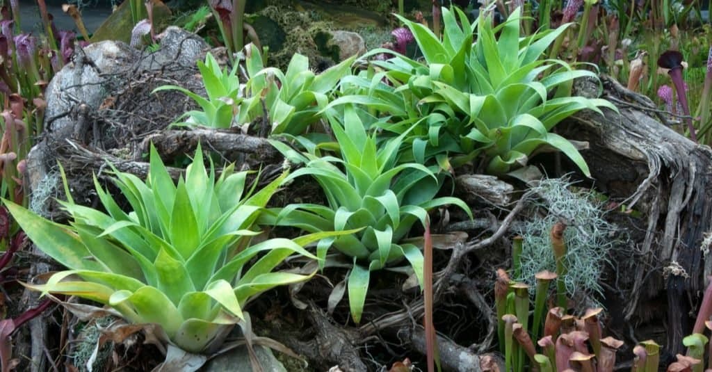Plantas carnívoras: Brocchinia reducta