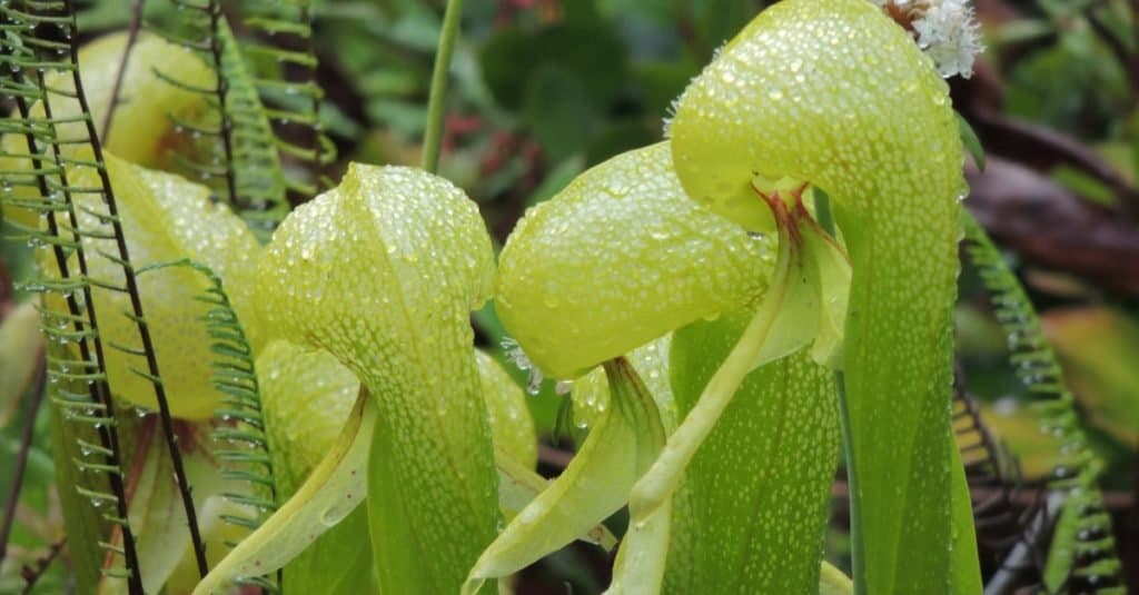 bug eating plants carnivorous plants