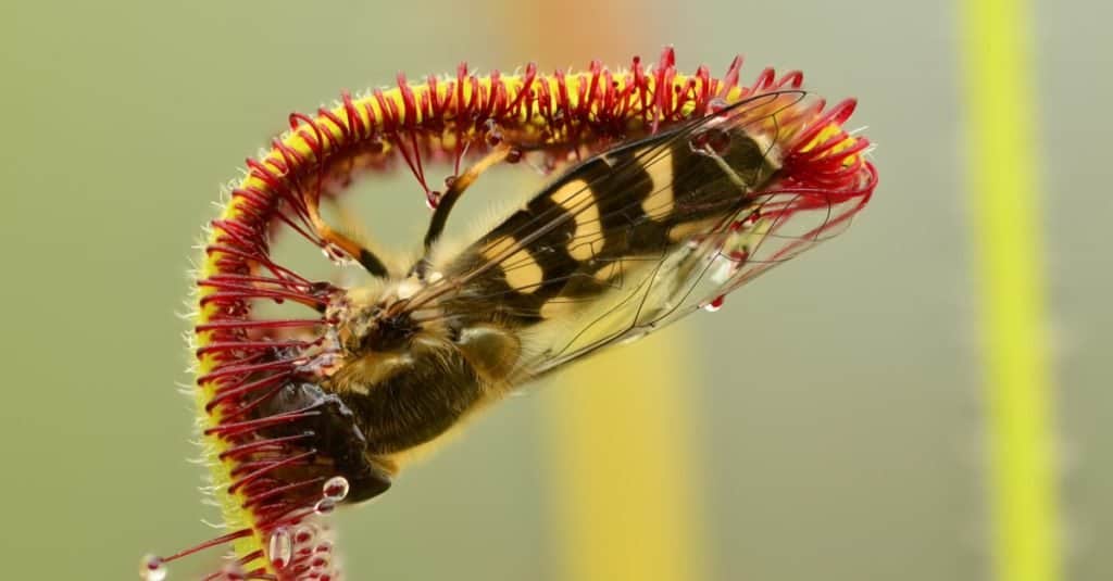 Carnivorous Plants: Sundew