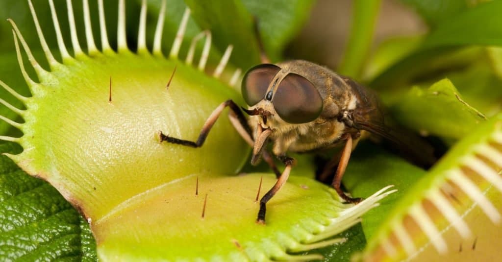 Mac of a Venus flytrap string a common house fly.the fly is varying shade of brown and the leaves of the flytrap are lime green tinged with pink. The plant's cilia ( hair-like structures that resemble eyelashes) fill out the edges of the frame. 