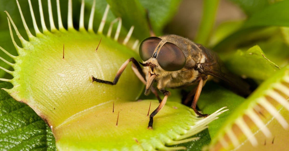 anatomy of venus fly trap