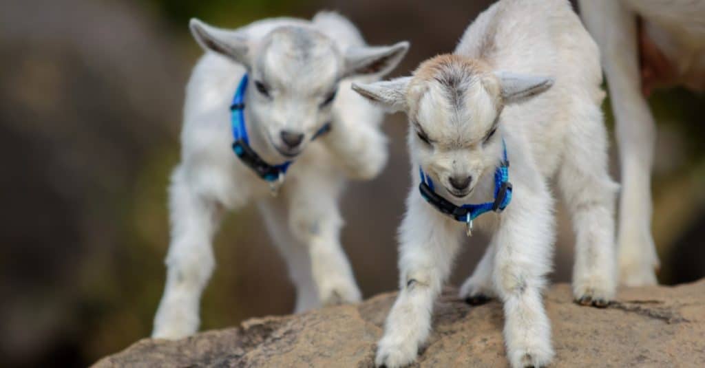 Two Cashmere goat kids playing.