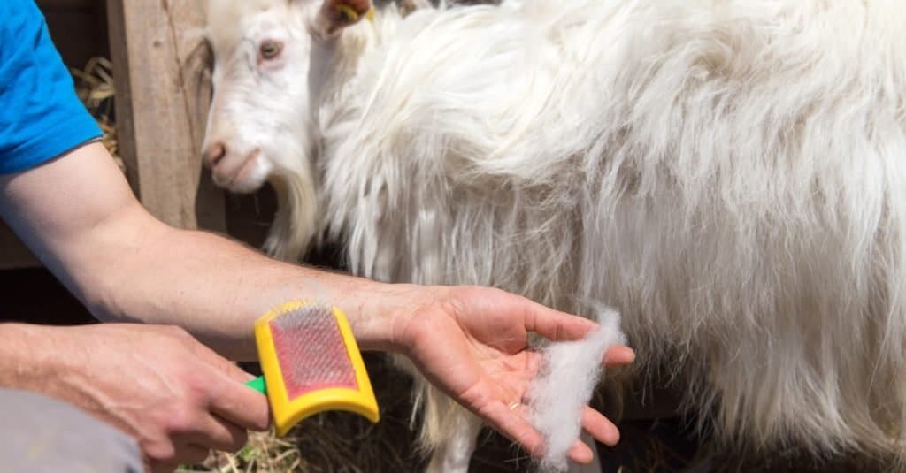 Cashmere goat being combed for its wool.