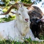 Cashmere goat