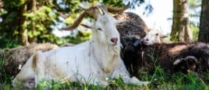 Cashmere goat lies in meadow.