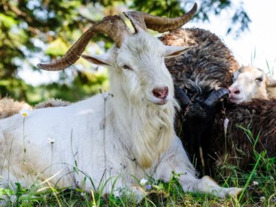 A Cashmere Goat