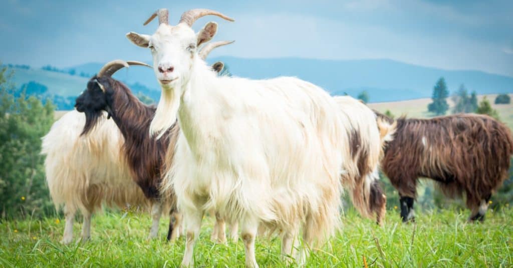 Herd of Cashmere goats in a pasture.