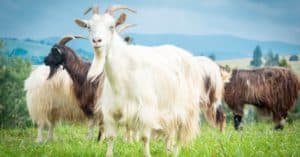 Goat Horns: 10 Things You Should Know Picture