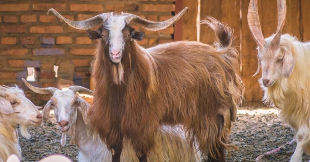 A herd of Hexi Cashmere goats in a meadow