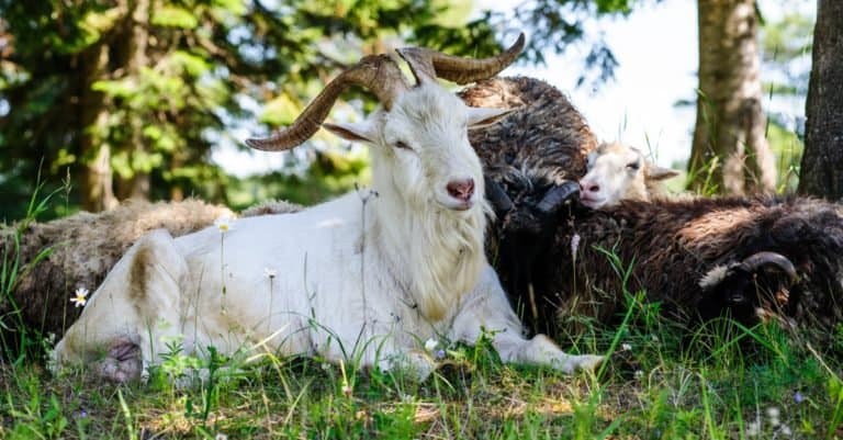 Cashmere goat lies on meadow in nature.