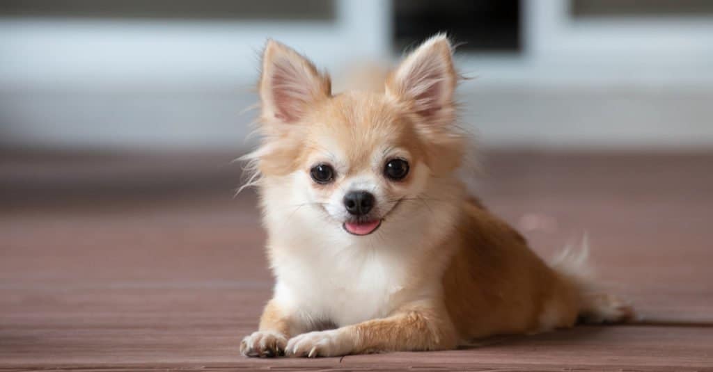 Smallest dog: Chihuahua