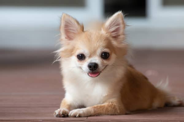 Despite their small size, the Chihuahua will protect their family with courage.