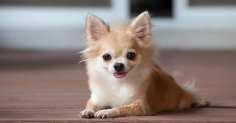 Smallest Dogs: Chihuahua