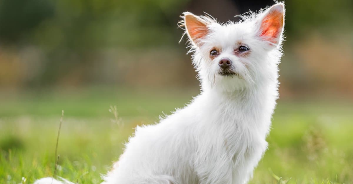 Smallest Dogs: Chorkie