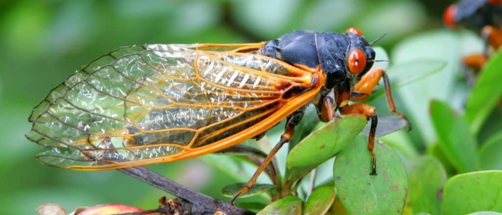 Cicada Brood X 2021