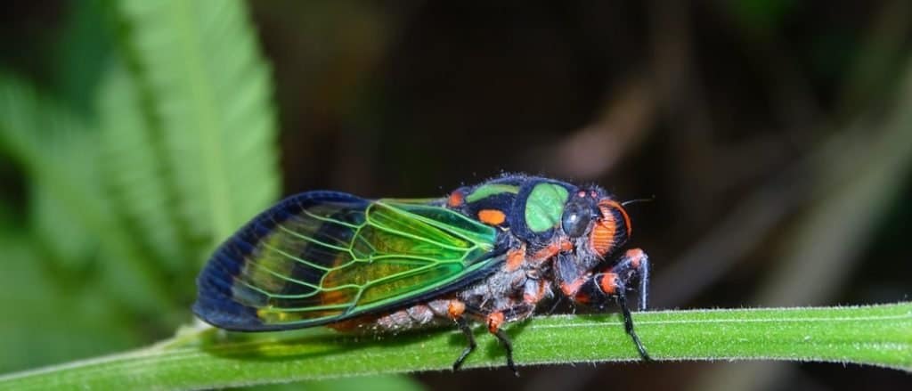 Beautiful cicada - Carineta diardi in forest, climbing a plant.