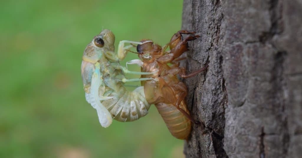 Katydid Vs Cicada