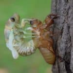 Cicada molting on a tree. When Cicadas ae busy molting, they are extremely vulnerable to attacks from predators.