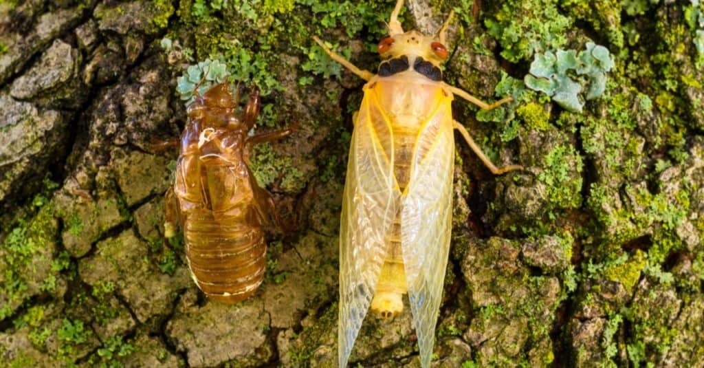 A teneral adult seventeen-year cicada, newly molted, rests on a tree next to a cicada shell.