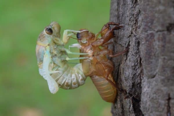 Cicada molting on a tree. When Cicadas ae busy molting, they are extremely vulnerable to attacks from predators.