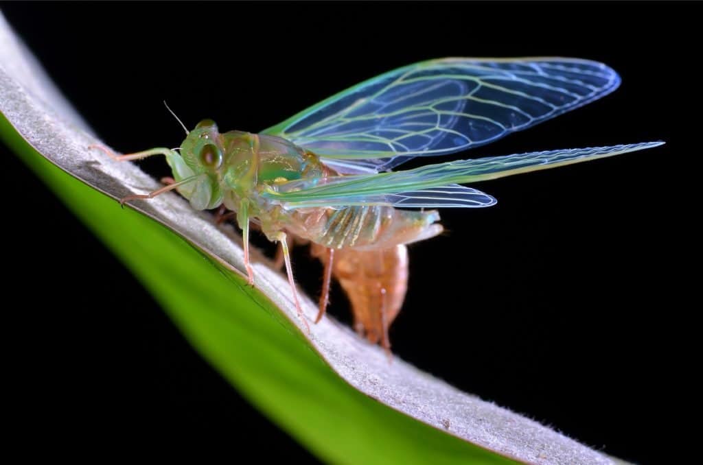 Cicada on leaf