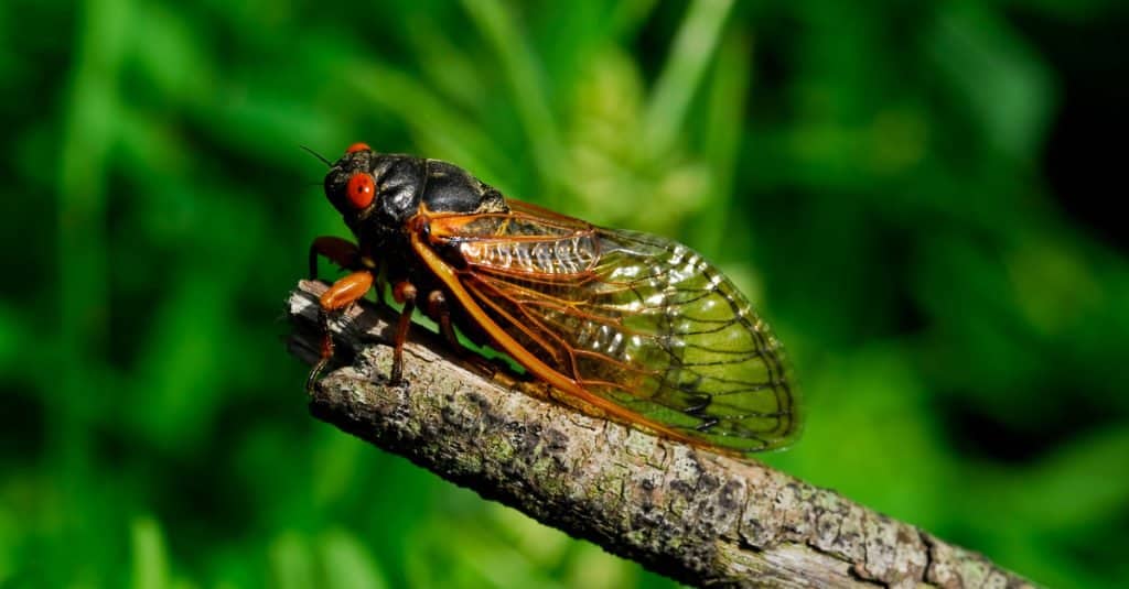 Cicada-on-log