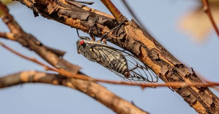 Cicada on tree