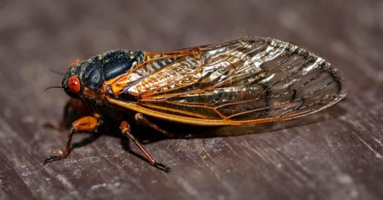 Side view of Brood IX 17 year cicada, highlighting translucent wing structure