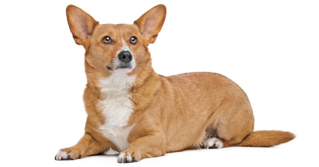 Corman Shepherd, mixed-breed dog, Corgi and German Shepherd mix isolated on white background.