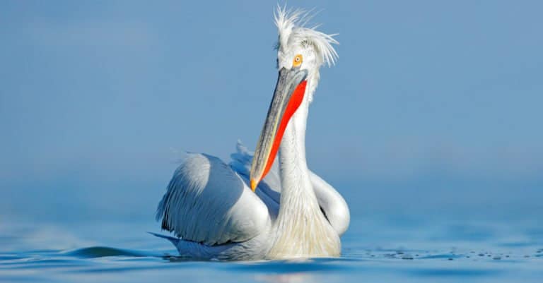 The Dalmatian Pelican can weight up to 33 pounds.