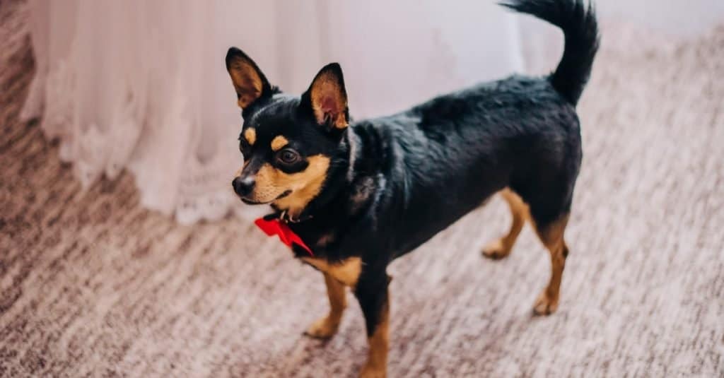 Little Deer Head Chihuahua with an ornament on the neck.