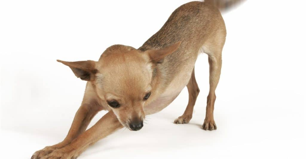 A tiny Deer Head Chihuahua stretching, isolated on a white background.