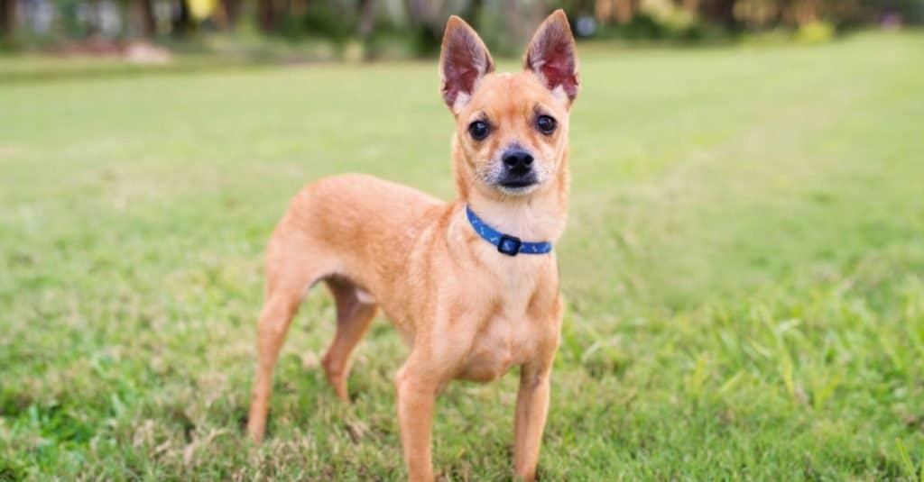 Deer Head Chihuahua outdoors, during evening sunset