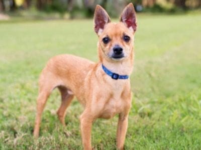 Deer Head Chihuahua Dog Breed Complete Guide | AZ Animals