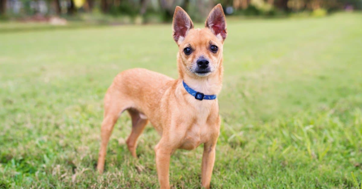 Deer Head Chihuahua Dog Breed Complete Guide | AZ Animals
